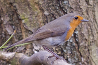 Erithacus rubecula
